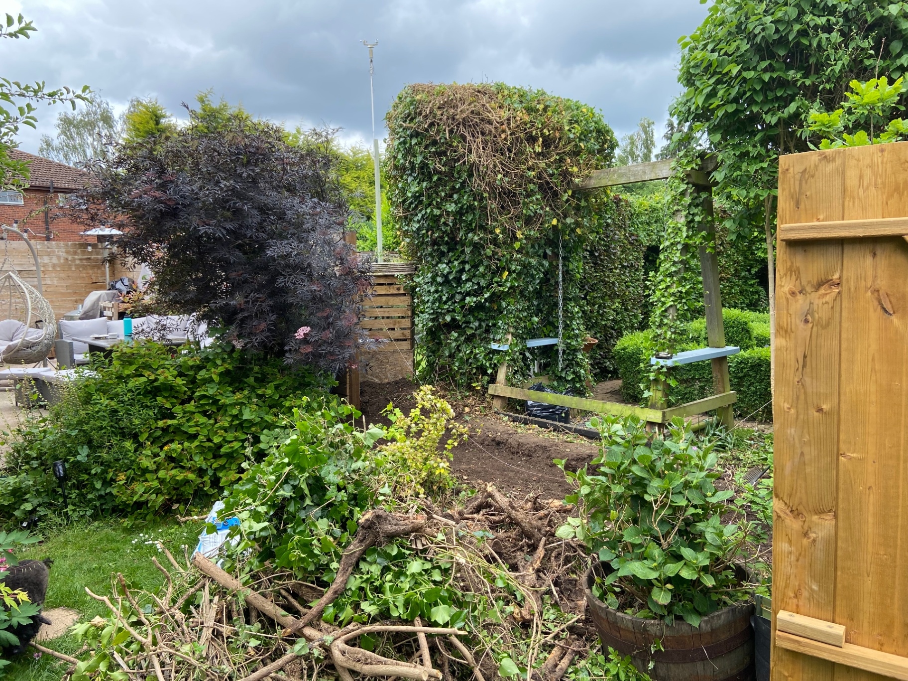 Mid-project view showing cleared ground and stacked ivy roots