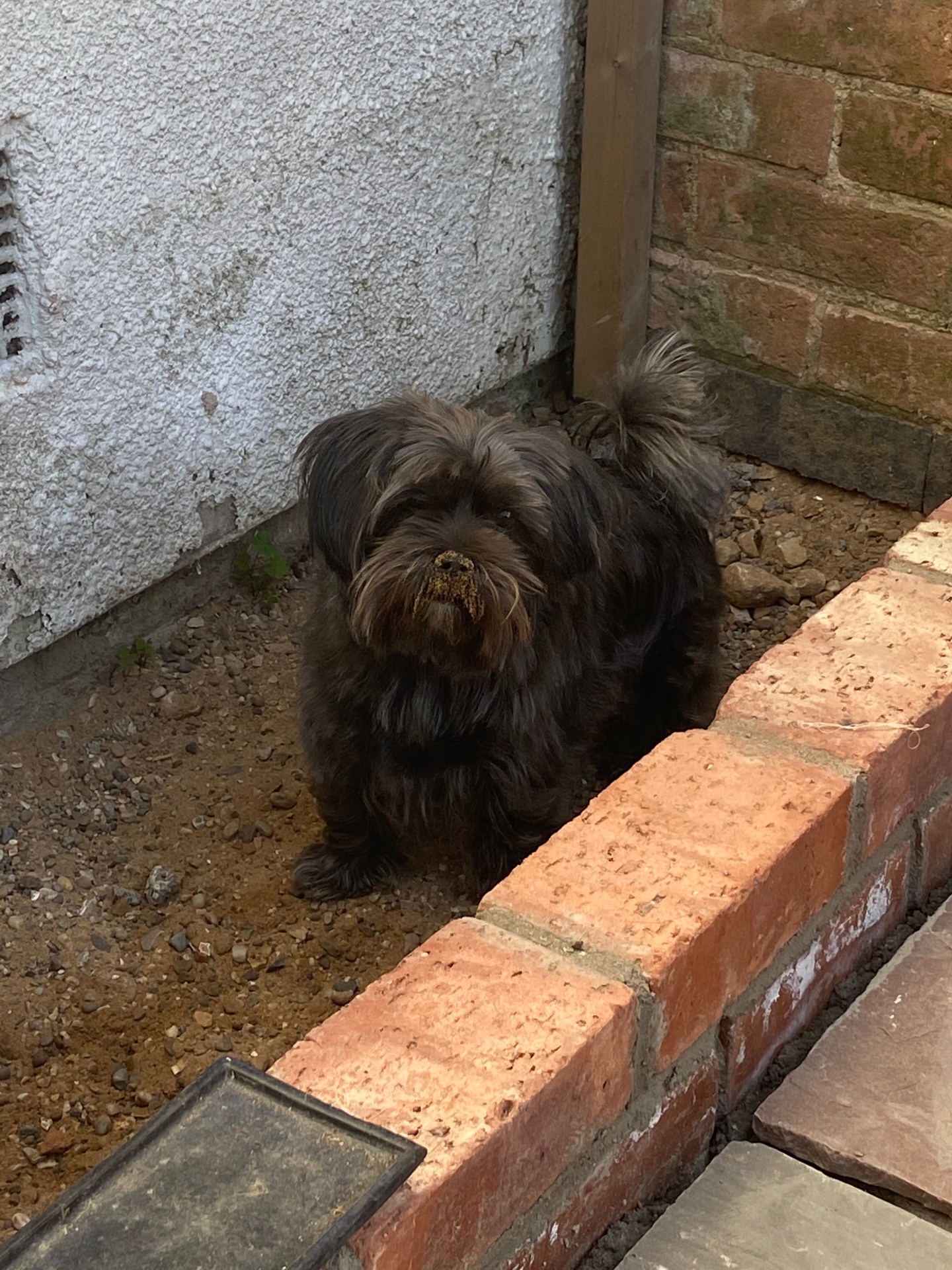 Small dog beside freshly laid brick edging during the build